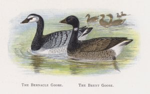 The Bernacle Goose, The Brent Goose